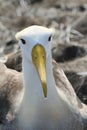 Waved albatross (Phoebastria irrorata) Royalty Free Stock Photo