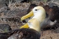 Waved albatross (Phoebastria irrorata) Royalty Free Stock Photo