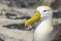Waved albatross (Phoebastria irrorata) Royalty Free Stock Photo