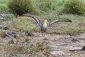 Waved albatross (Phoebastria irrorata) Royalty Free Stock Photo