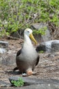 Waved albatross (Phoebastria irrorata) Royalty Free Stock Photo