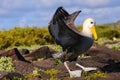 Waved albatross spreading its wings, Espanola Island, Galapagos National park, Ecuador