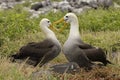 Waved Albatrosses courting