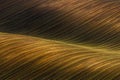 Waved Cultivated field with beautiful light-shadows chiaroscuro. Rustic autumn landscape in brown tones. Striped undulating abst Royalty Free Stock Photo
