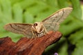 Waved riband moth. Royalty Free Stock Photo