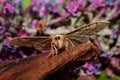 Waved riband moth. Royalty Free Stock Photo