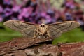 Waved riband moth.