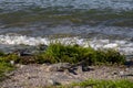 Waves break on rhine beach, bank