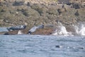 Waves Crashing Against Rocks With Resting Grey Seals (Halichoerus Grypus)