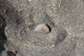 Jetsam sitting on the black sand on a beach in Tenerife