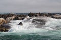 Waves crashing on rocks with sea lions