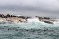 Waves crashing on rocks with sea lions