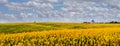 waves and lines of hills of rapeseed yellow field with blue sky and village Royalty Free Stock Photo