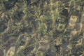 Wave Patterns in Plants on Lake Bottom of a Clear Lake