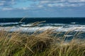 Dune grass waves in front of strong beach surf due to storm off shore