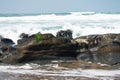 waves on rocks on the beach near salishan resort in portland oregon Royalty Free Stock Photo