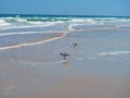 Waves rolling in Daytona Beach, Florida