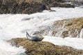 Waves rush towards a harbor seal basking on a rock Royalty Free Stock Photo