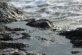 Waves sweeping against the rocks and the beach Royalty Free Stock Photo