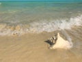 Waves wash up on a conch shell on a beach in Turks and Caicos Royalty Free Stock Photo