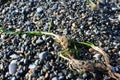 Waves washed plants and pebbles on a beach