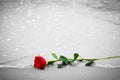 Waves washing away a red rose from the beach. Color against black and white. Love Royalty Free Stock Photo