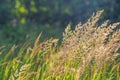 Waving blades of grass in summer evening sun Royalty Free Stock Photo