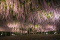 Waving blooming hanging white wisteria flowers in Ashikaga flower park, japan