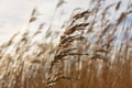 Waving brown reed at sunset Royalty Free Stock Photo