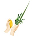 Waving the Lulav watercolor illustration isolated on white for Jewish Sukkot holiday. Man's hands holding four