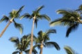 Waving palm trees Royalty Free Stock Photo