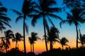 Waving Palm Trees at Sunset in Fort Myers Beach Florida USA Royalty Free Stock Photo