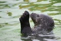 Waving seal Royalty Free Stock Photo