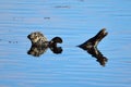 Waving Seal Royalty Free Stock Photo