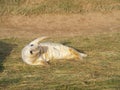 WAVING SEAL PUP LYING ON SIDE Royalty Free Stock Photo