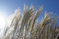 Waving Summer Grasses in the Sun Royalty Free Stock Photo