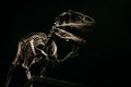 Waving Tyrannosaurus Rex body fossil reconstructed into a full size model on a dark blac