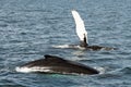 Waving whale Royalty Free Stock Photo