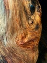 Wavy bare wood grain of living redwood tree Royalty Free Stock Photo