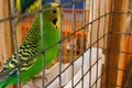 Wavy beautiful parrots in a cage at the zoo. yellow-green and white parrots eat cage food Royalty Free Stock Photo