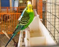 Wavy beautiful parrots in a cage at the zoo. yellow-green and white parrots eat cage food Royalty Free Stock Photo