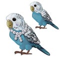 Wavy blue parrot or budgerigar isolated on white background. Tropical domesticated bird with a necklace of pearls