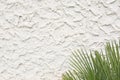 Wavy Cement Stucco Texture with Palm Fronds