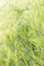 Wavy cereal meadow in Poland. Green background