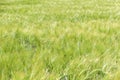 Wavy cereal meadow in Poland. Green background