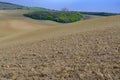 Wavy fairytale landscape with a trees in a center of field. Spring landscape. Moravian Tuscany, south Moravia, Czech