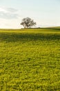 Wavy field with lonely tree