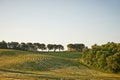 Wavy fields in Tuscany at sunrise Royalty Free Stock Photo