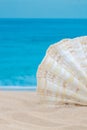 Wavy forms light with stripes shell half view and sea or ocean on the background for macro vertical peaceful wallpaper