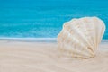 Wavy forms light with stripes shell and sea or ocean on the background for macro horizontal peaceful wallpaper Royalty Free Stock Photo